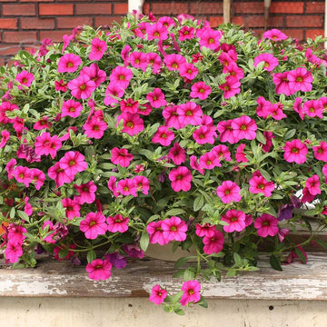 CALIBRACHOA hybrid 'Trailing Magenta' (Million Bells)