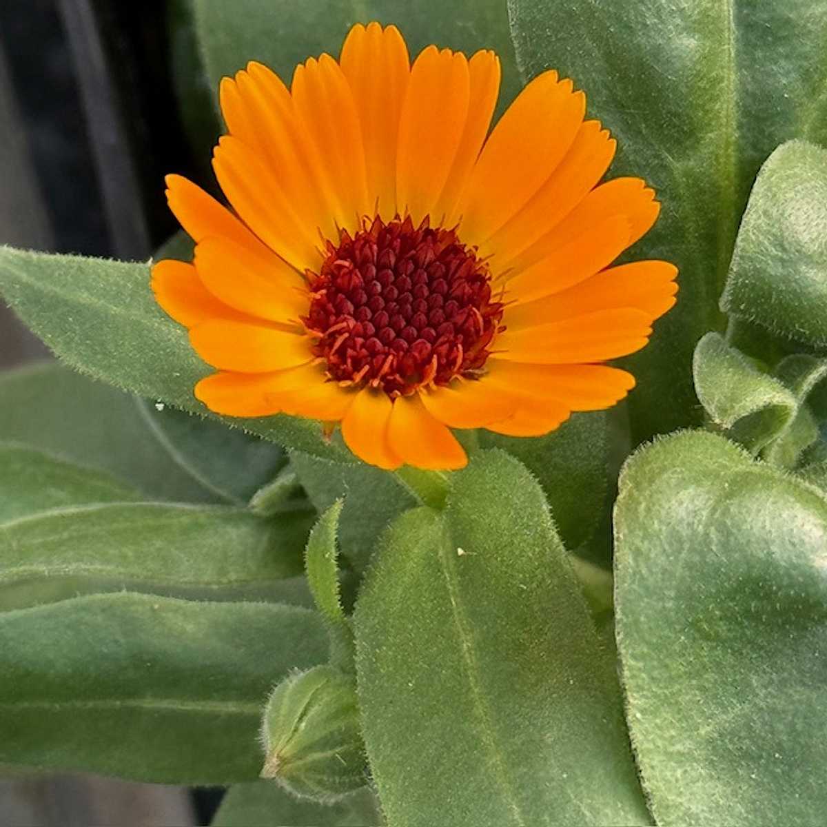 CALENDULA Power Daisy 'Mango'