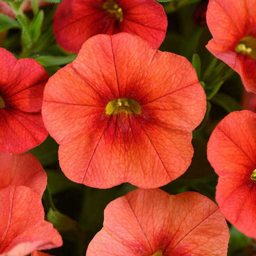Calibrachoa Colibri 'Tangerine' – Million Bells