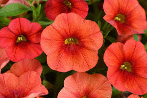 Calibrachoa Colibri 'Tangerine' – Million Bells