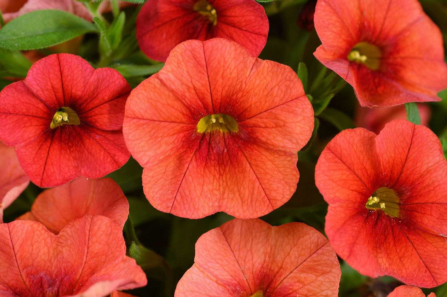 Calibrachoa Colibri 'Tangerine' – Million Bells