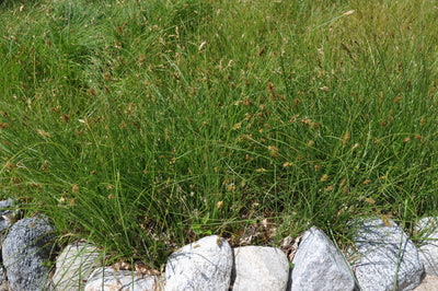 Carex praegracilis 'Chisai' – Clustered Field Sedge