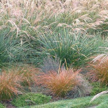 CAREX testacea 'Prairie Fire' (Sedge)
