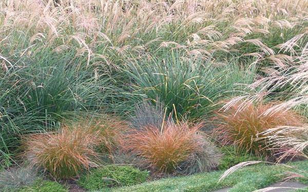 CAREX testacea 'Prairie Fire' (Sedge)