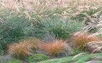 CAREX testacea 'Prairie Fire' (Sedge)