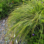 Carex tumulicola – Foothill Sedge