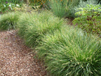 Carex tumulicola – Foothill Sedge