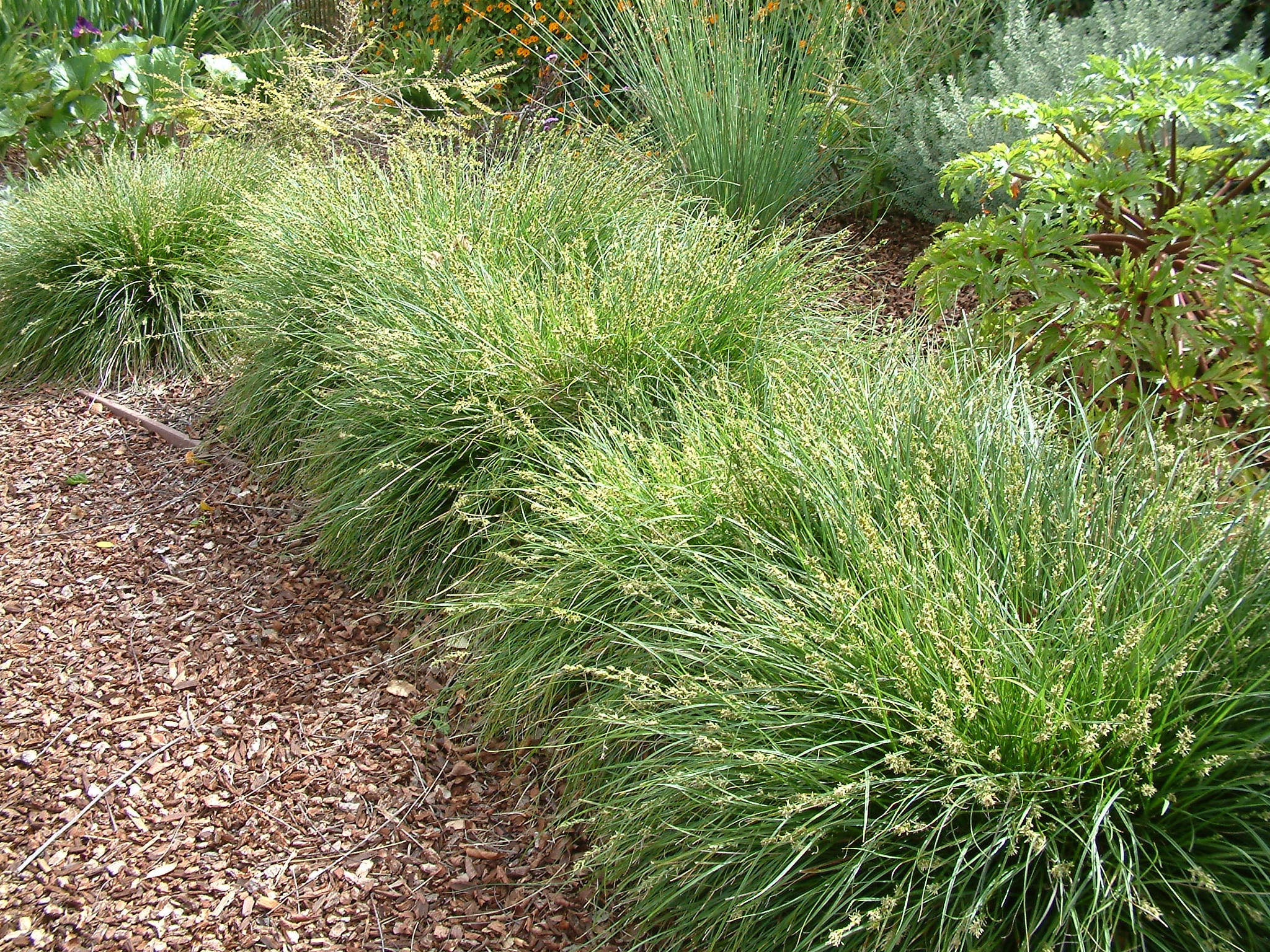 Carex tumulicola – Foothill Sedge