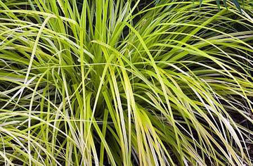 CAREX oshimensis EverColor 'Everillo' (Golden Japanese Sedge)