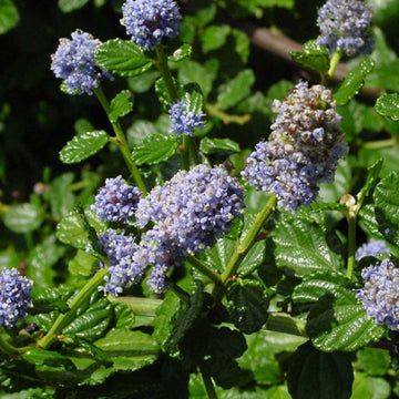 Ceanothus griseus var. horizontalis 'Carmel Creeper' – California Lilac