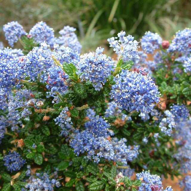 Ceanothus gloriosus 'Anchor Bay' – Point Reyes Wild Lilac