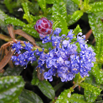 CEANOTHUS hearstiorum (Hearst's California Lilac)