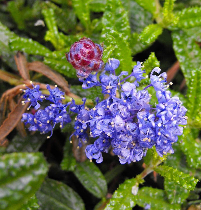 CEANOTHUS hearstiorum (Hearst's California Lilac)