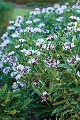Centaurea montana 'Amethyst in Snow' – Cornflower