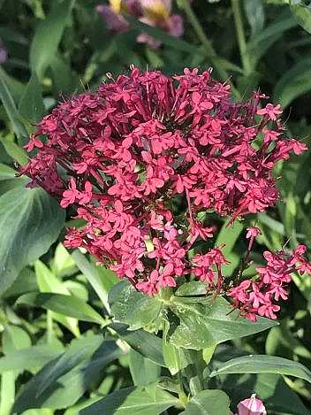 Centranthus ruber – Valerian / Jupiter's Beard