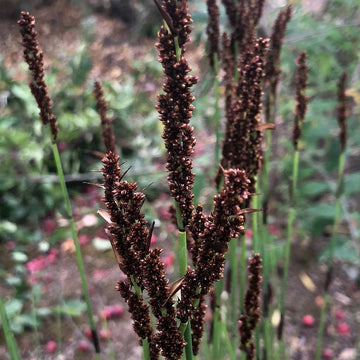 CHONDROPETALUM tectorum (Small Cape Rush, Thatch Reed)