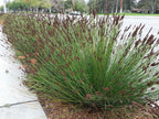 CHONDROPETALUM tectorum 'El Campo' (Small Cape Rush, Thatch Reed)