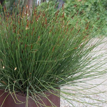 CHONDROPETALUM tectorum 'El Campo' (Small Cape Rush, Thatch Reed)
