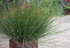 CHONDROPETALUM tectorum 'El Campo' (Small Cape Rush, Thatch Reed)