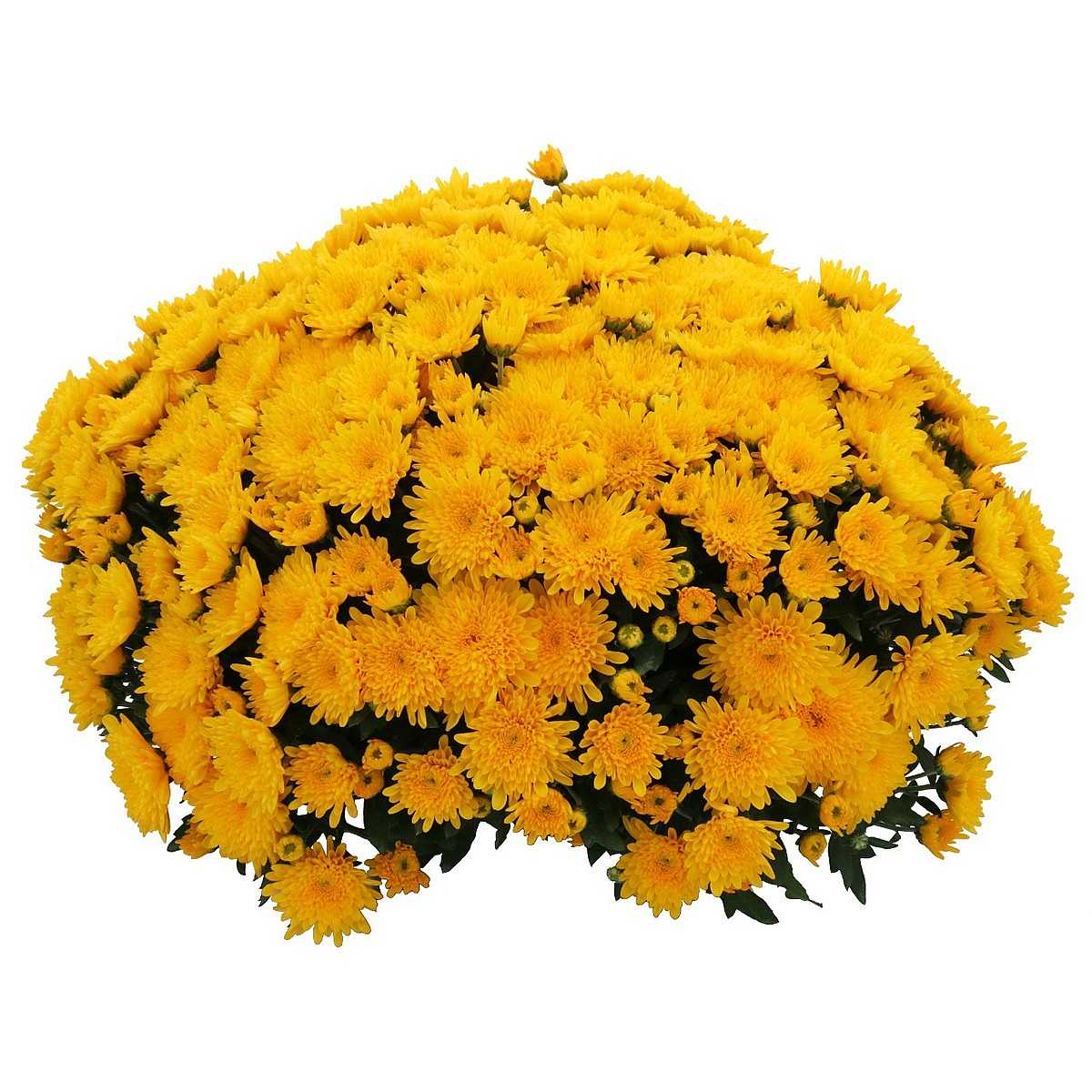 Chrysanthemum x morifolium Vitamin '24Karamum Gold' – Golden Mum