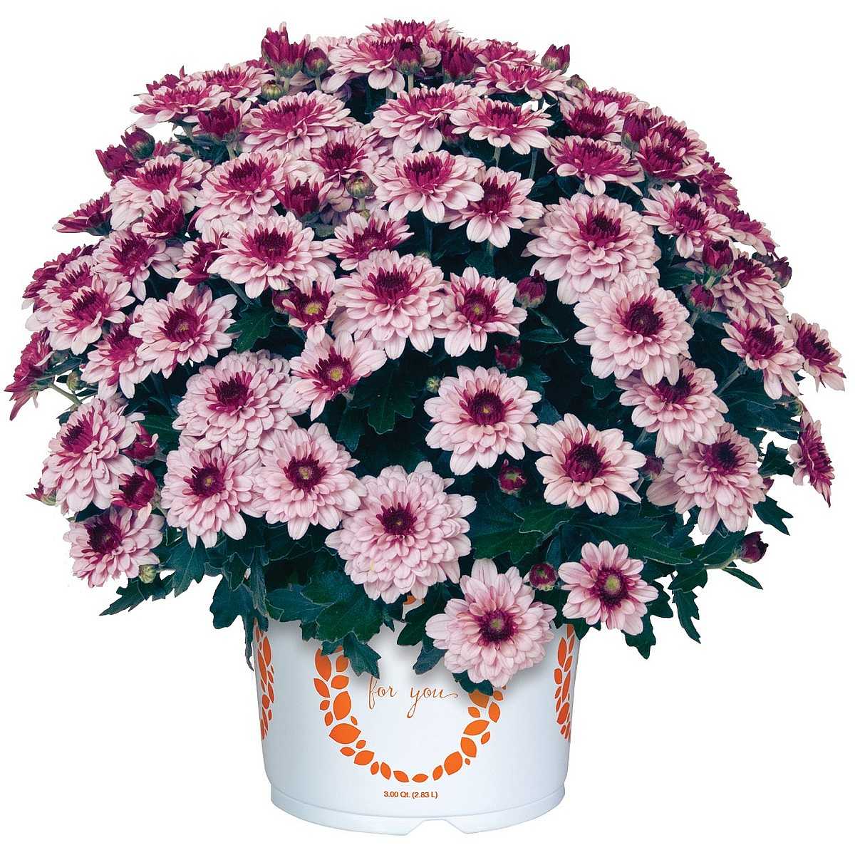 CHRYSANTHEMUM 'Berry Blast Bicolor' – live perennial