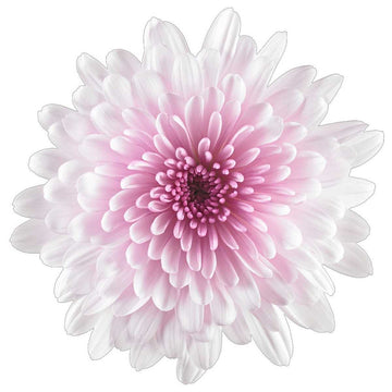 CHRYSANTHEMUM Pot 'Chrystal Blush' (Available Now)