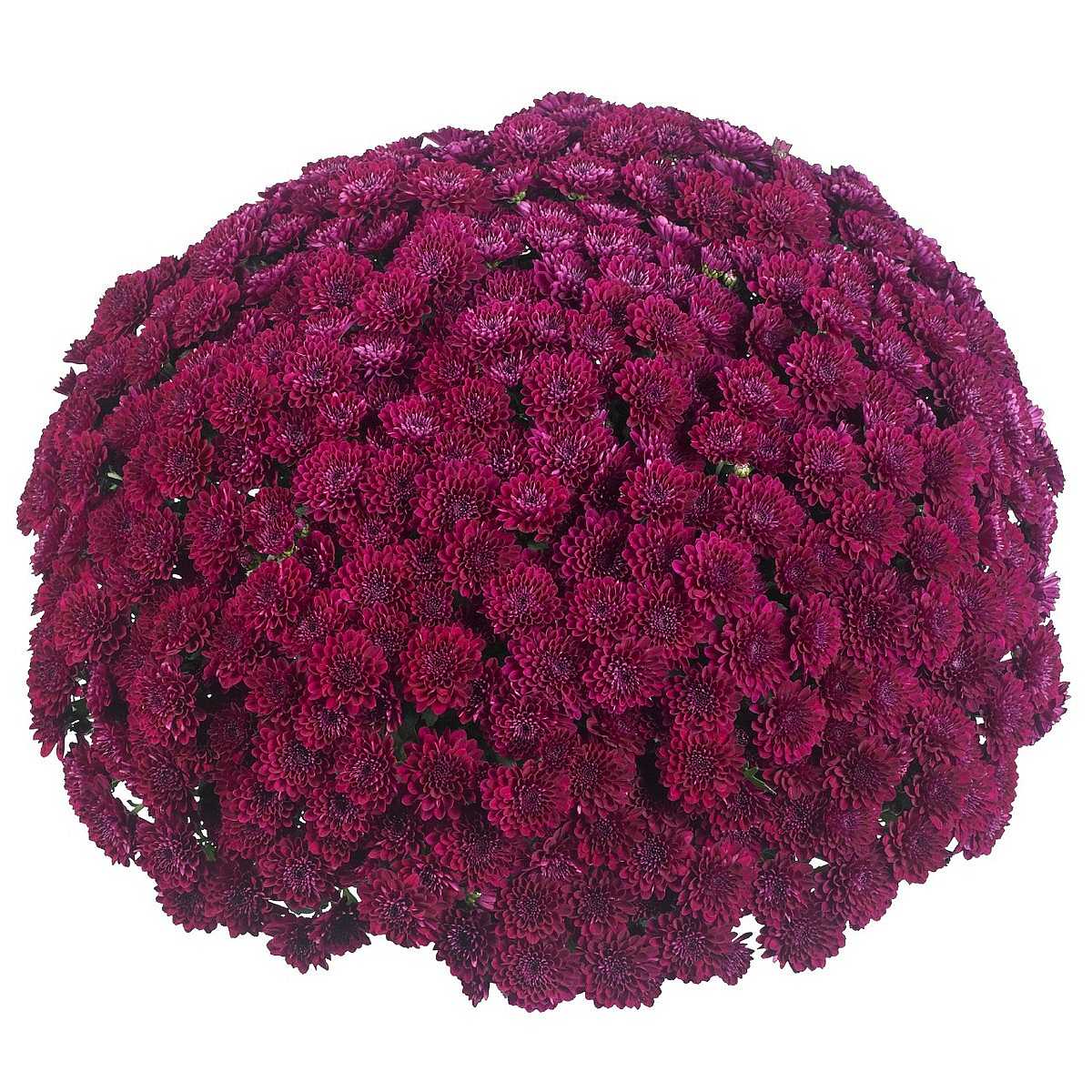Chrysanthemum x morifolium Vitamin 'Festive Purple' – Purple Mum