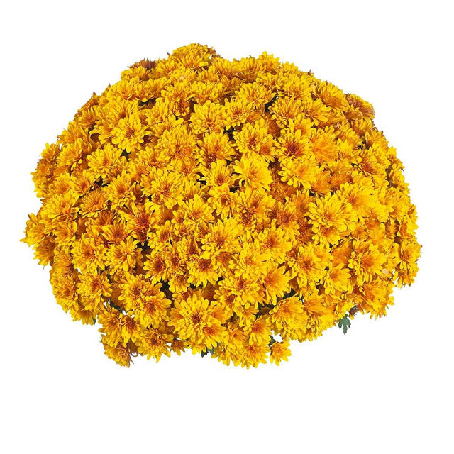 Chrysanthemum x morifolium Vitamin 'Flame Bicolor' – Bicolor Mum