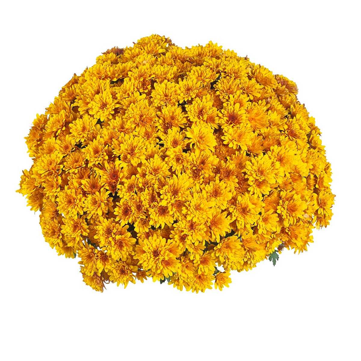 Chrysanthemum x morifolium Vitamin 'Flame Bicolor' – Bicolor Mum