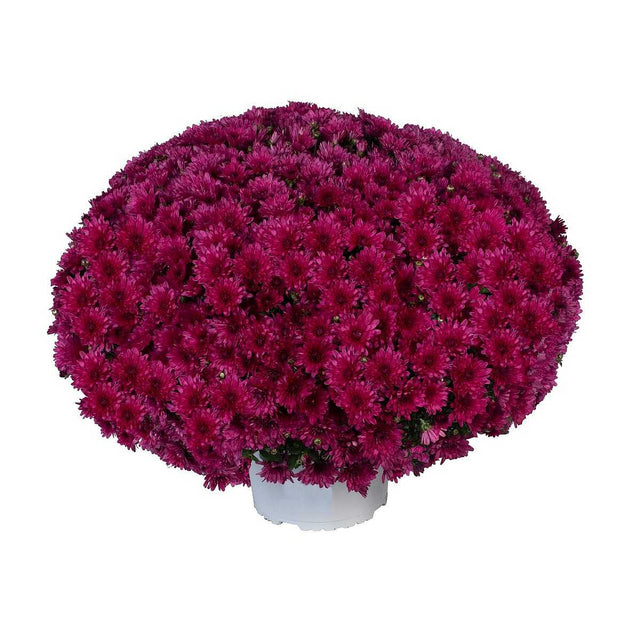 Chrysanthemum 'Jive Purple' – Purple Pot Mum