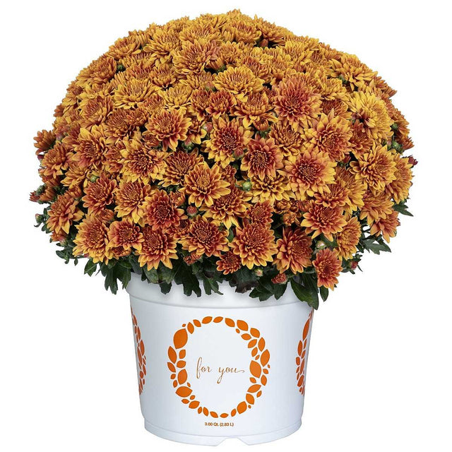 Chrysanthemum 'Jolt Bronze' – Bronze Pot Mum