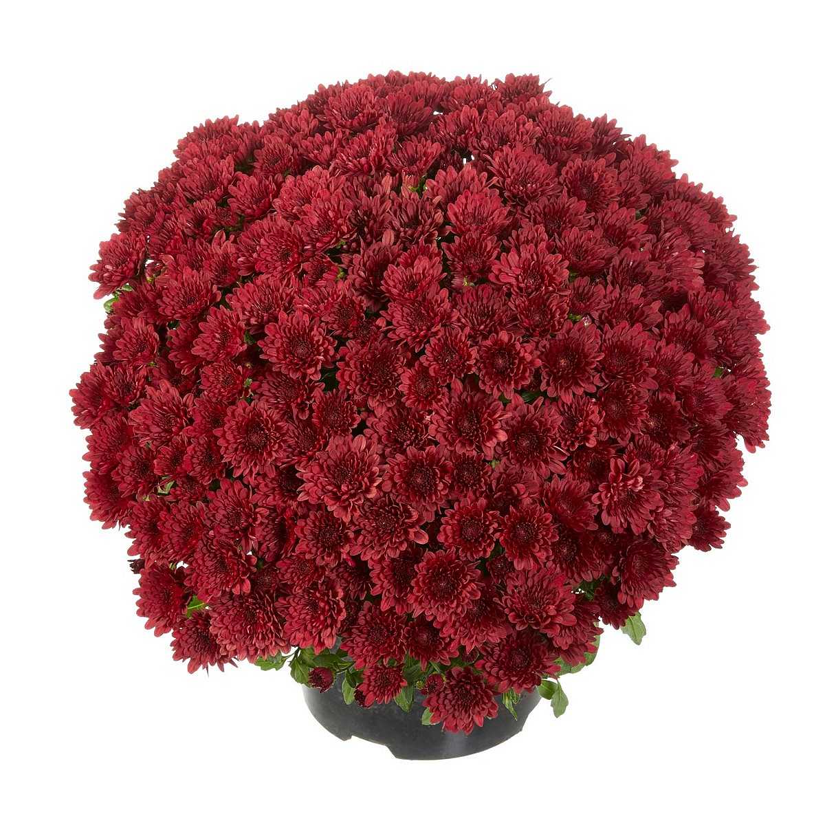 Chrysanthemum x morifolium Buzz 'Merlot' – Deep Wine Mum