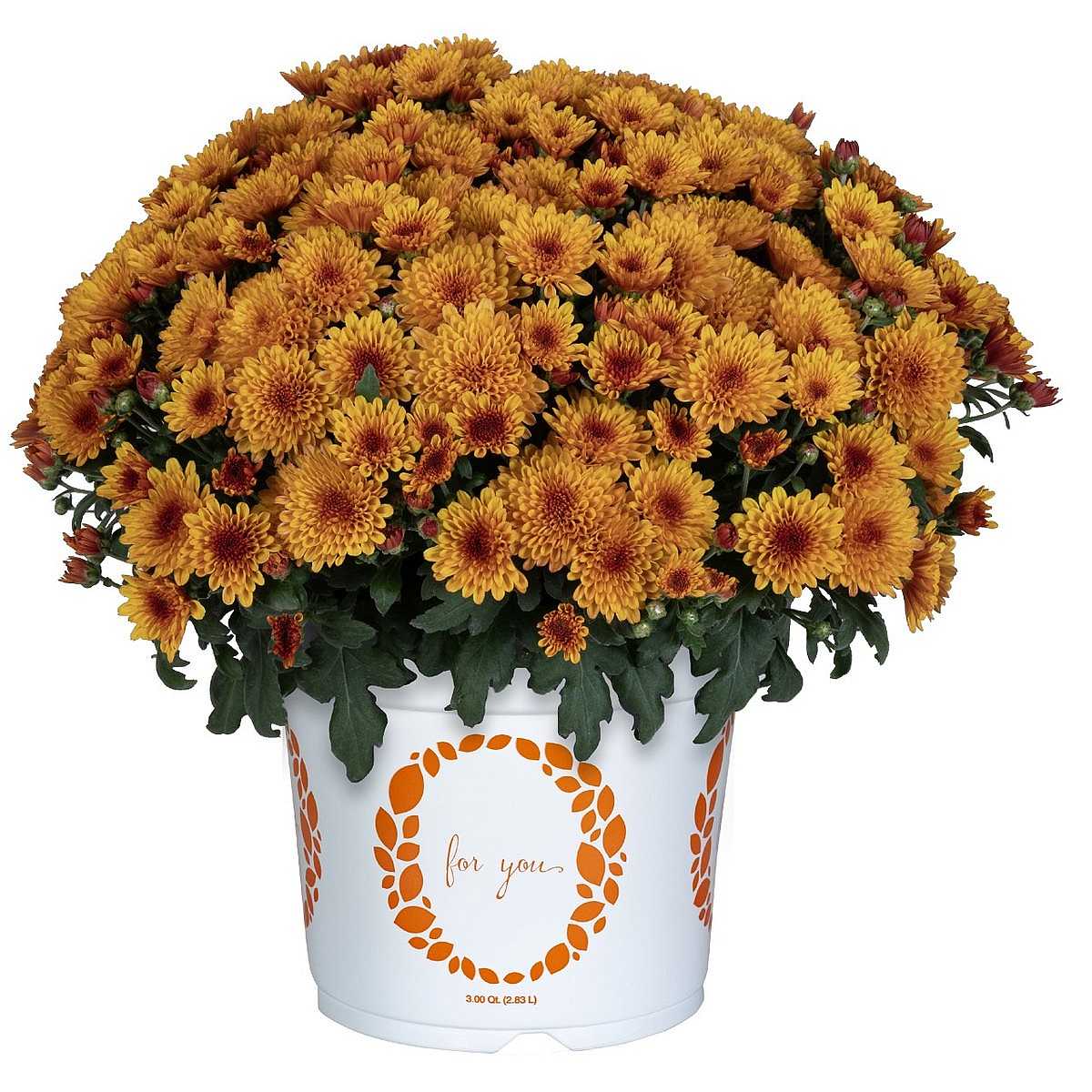 Chrysanthemum x morifolium 'Solstice Bronze' – Bronze Mum