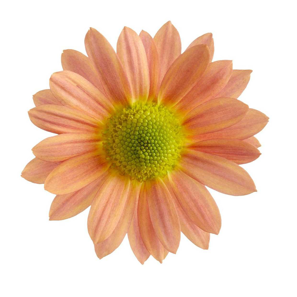 CHRYSANTHEMUM 'Swifty Apricot' – live perennial