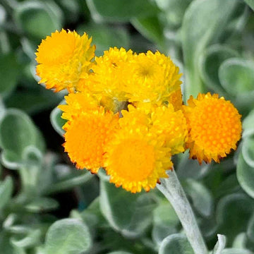 CHRYSOCEPHALUM apiculatum 'Desert Flame' (Available Now)