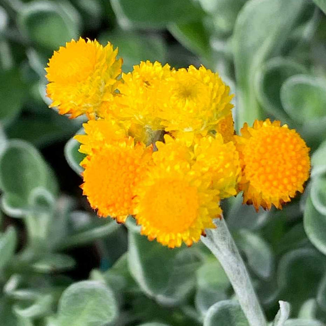 Chrysocephalum apiculatum 'Desert Flame' – Yellow Buttons