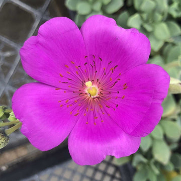 Cistanthe grandiflora – Rock Purslane