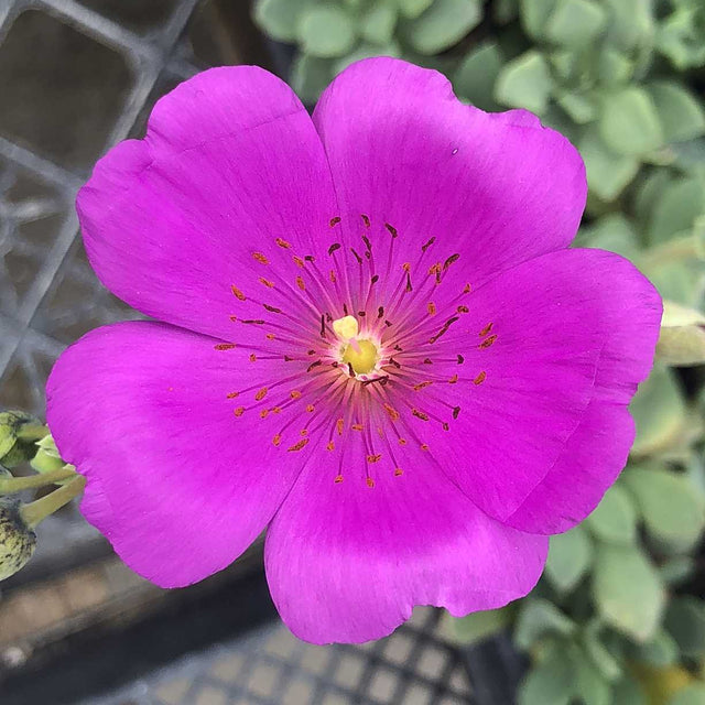 Cistanthe grandiflora – Rock Purslane