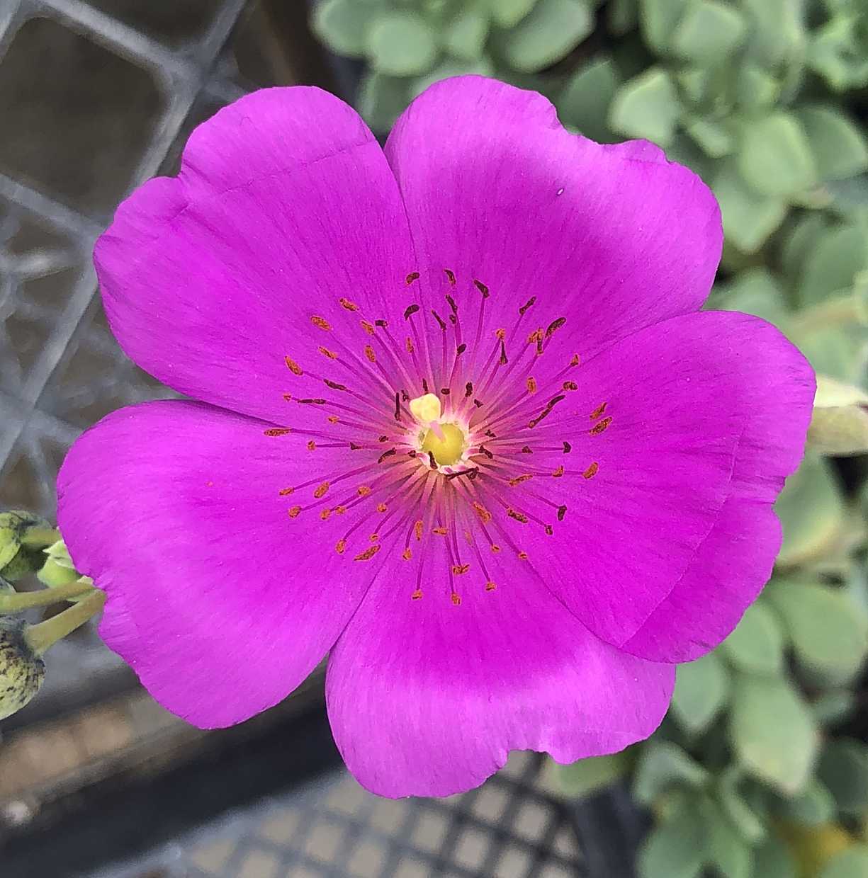 Cistanthe grandiflora – Rock Purslane