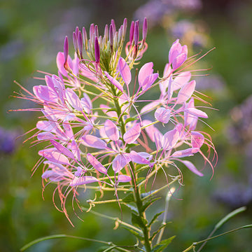 CLEOME x hybrida 'Araña Rose' (syn. 'Araña Rosa', 'Arana Rose') (Available Now)