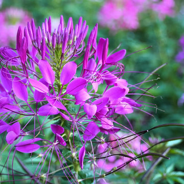 CLEOME x hybrida 'Araña Violet' (syn. 'Araña Violeta, 'Arana Violeta') (Spider Flower)