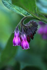 COMFREY (Symphytum Officinalis)