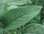 COMFREY (Symphytum Officinalis)