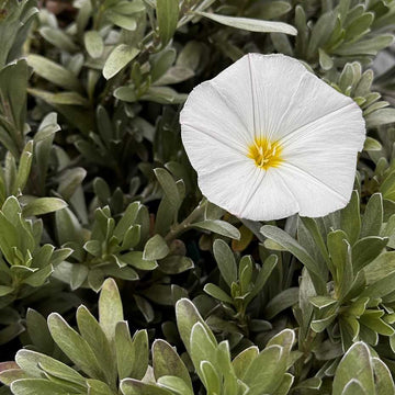 CONVOLVULUS cneorum--Silverbush, Bush Morning Glory