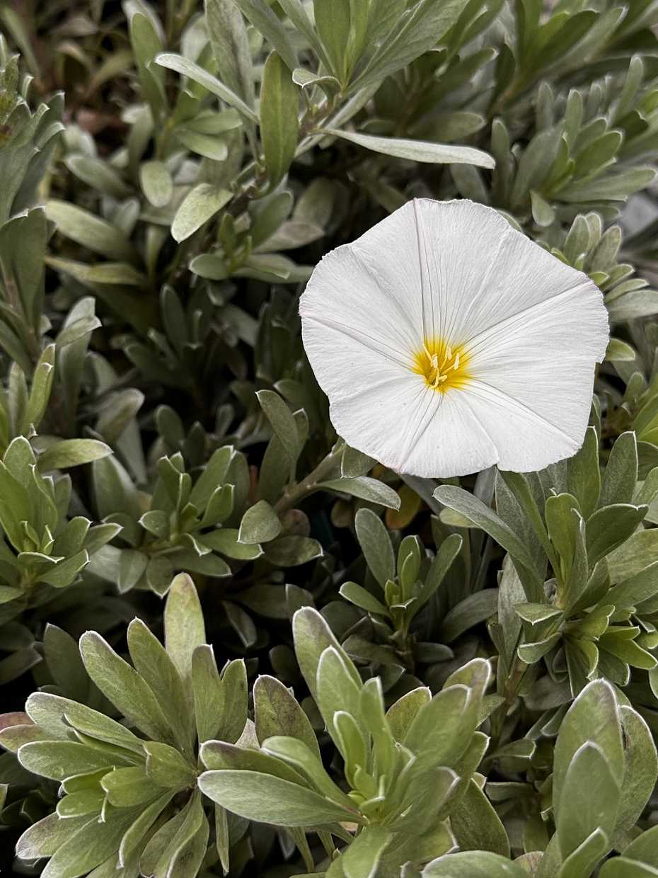 CONVOLVULUS cneorum--Silverbush, Bush Morning Glory