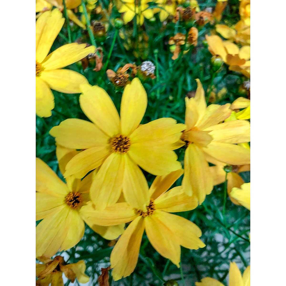 Coreopsis x hybrida Fall Sensation 'Amber' – Tickseed