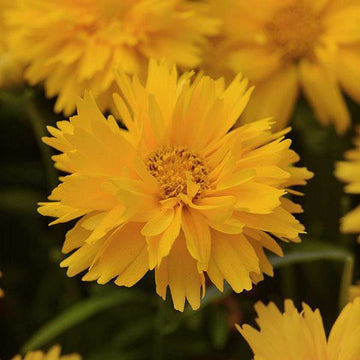 Coreopsis grandiflora 'Double the Sun' – Tickseed