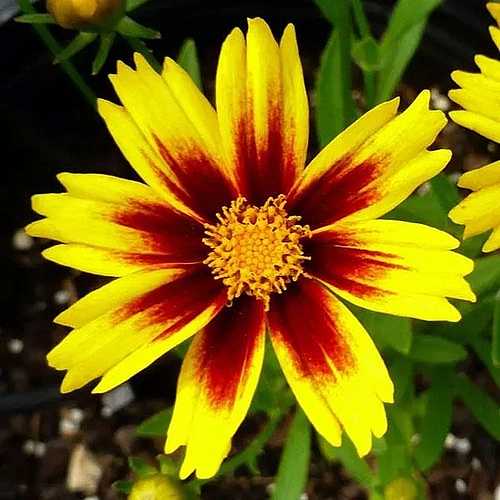 Coreopsis hybrida 'Golden Stardust' – Tickseed