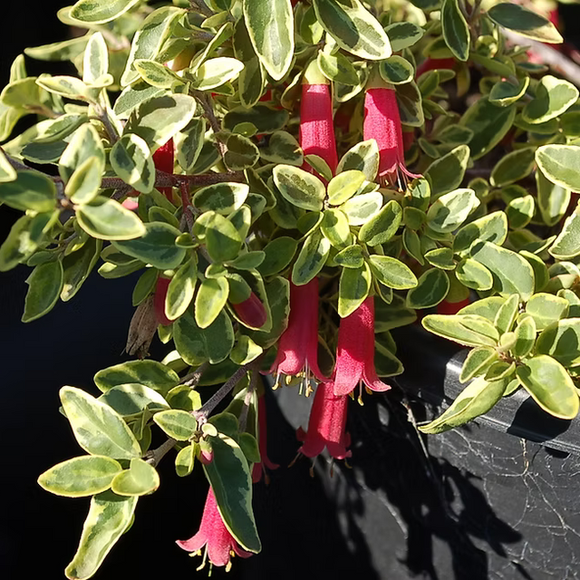 Correa 'Wyn's Wonder' – Variegated Australian Fuchsia