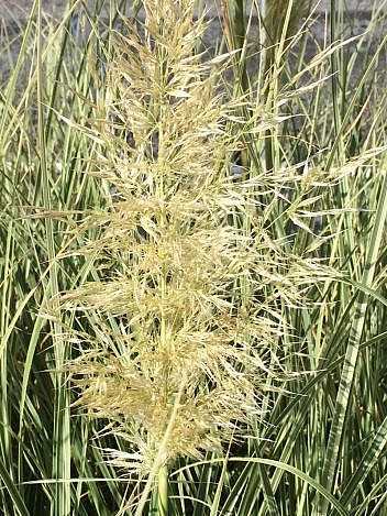 Cortaderia selloana 'Silver Comet' – Pampas Grass